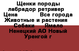 Щенки породы лабрадор ретривер › Цена ­ 8 000 - Все города Животные и растения » Собаки   . Ямало-Ненецкий АО,Новый Уренгой г.